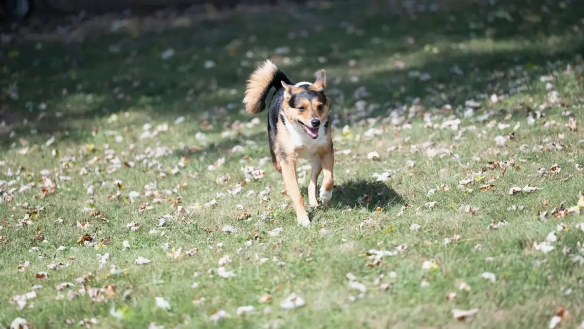 Dog running in a field