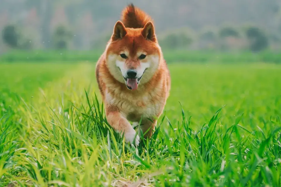 Dog running in a field