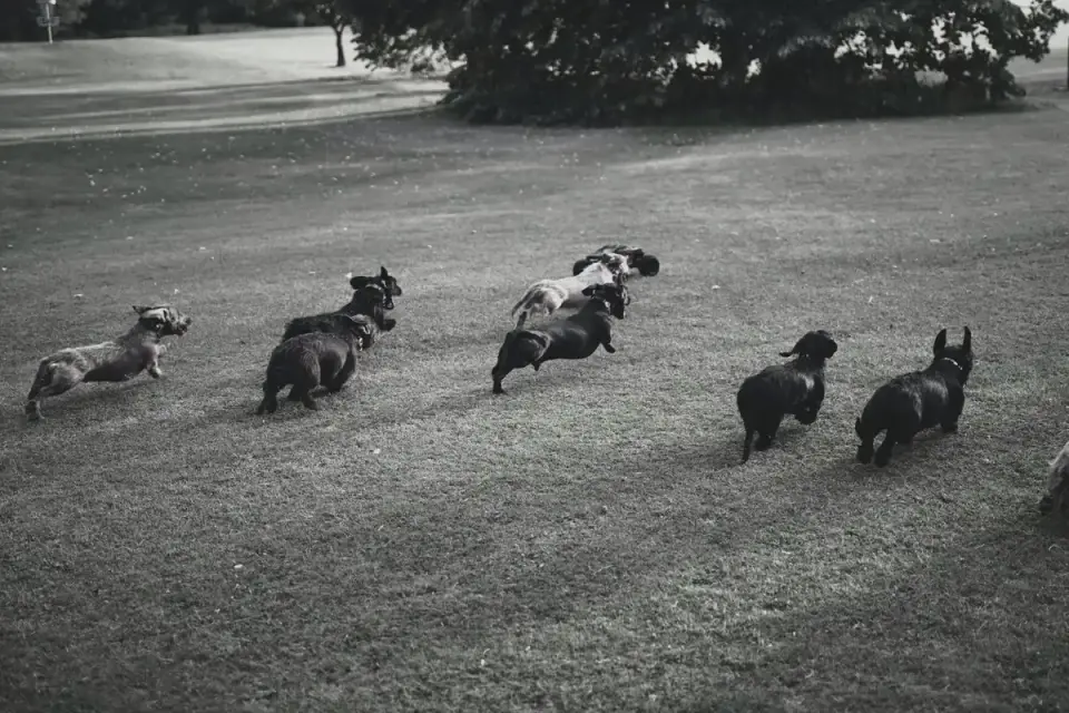 Dog running in a field