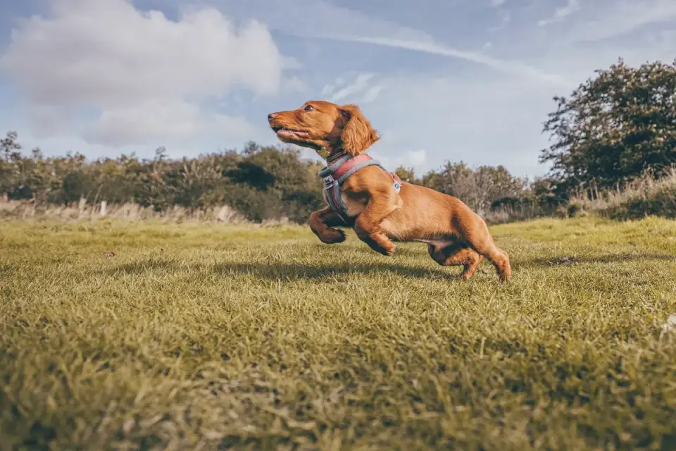 Dog running with an owner