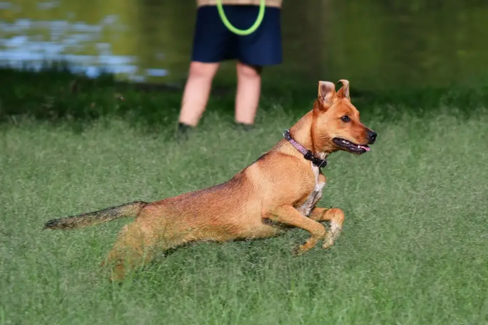 Dog running with an owner