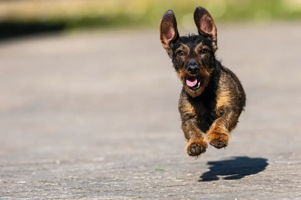 Dog running with an owner
