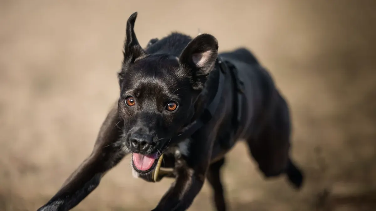 Dog running with an owner