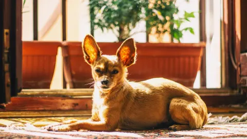 Dog sitting on a kitchen floor