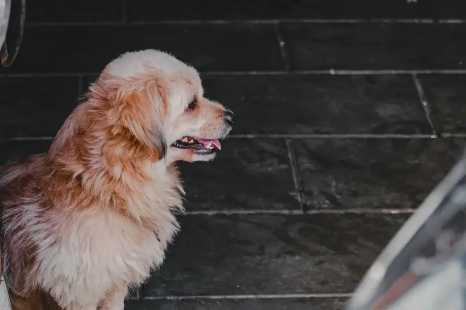 Dog sitting on a kitchen floor