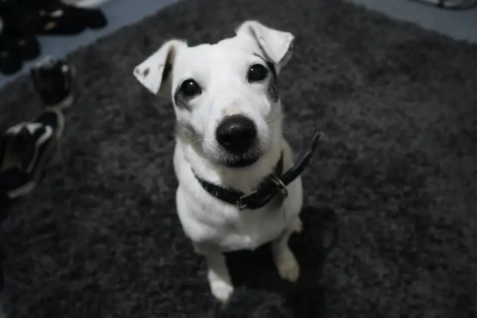 Dog sitting on command