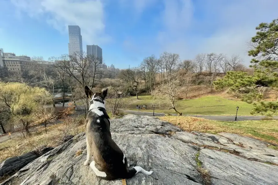 Dog sitting with an owner