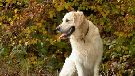 Dog sitting with an owner