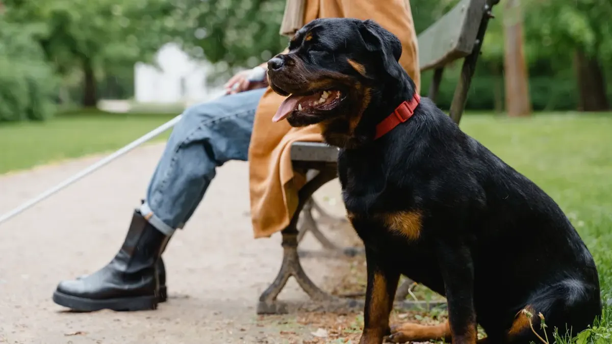 Dog sitting with an owner