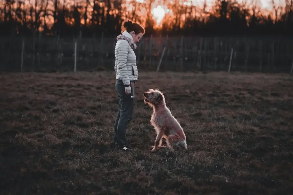 Dog sitting with an owner