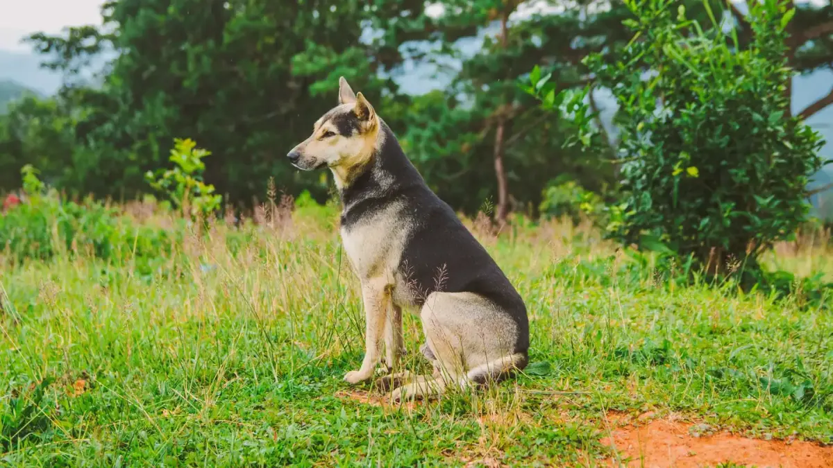 Dog sitting with an owner