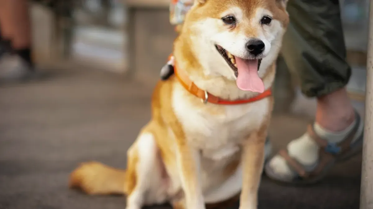 Dog sitting with an owner