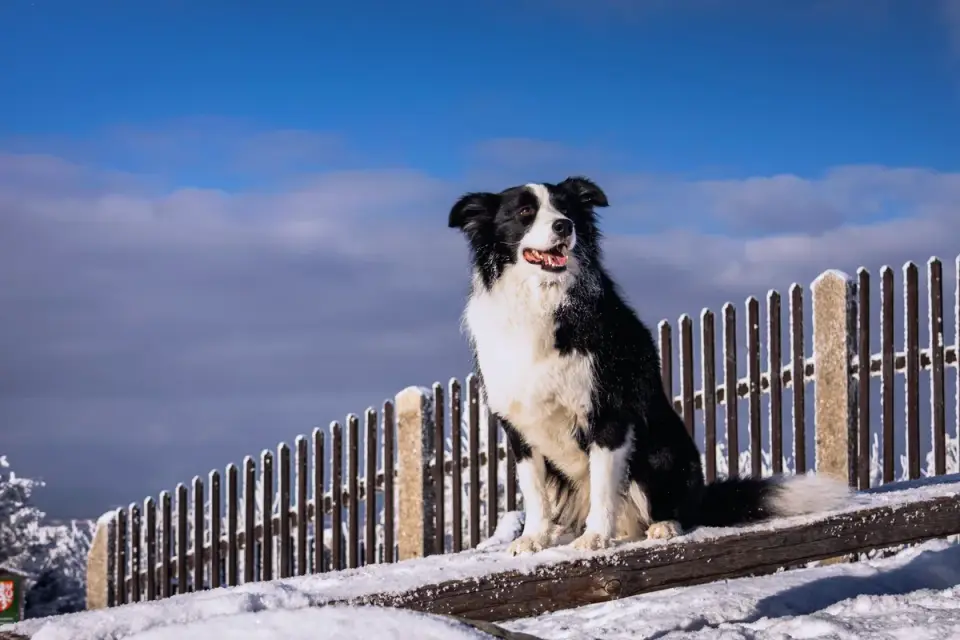 Dog sitting with an owner