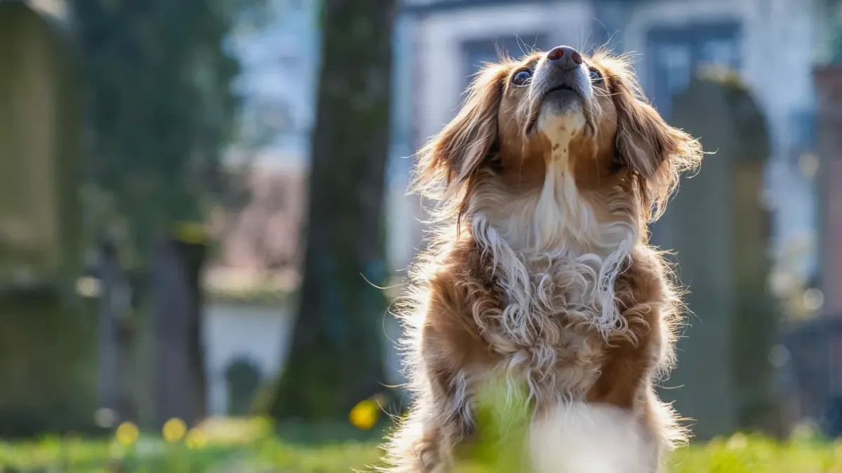 Dog sitting with an owner