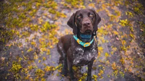 Dog sitting with an owner