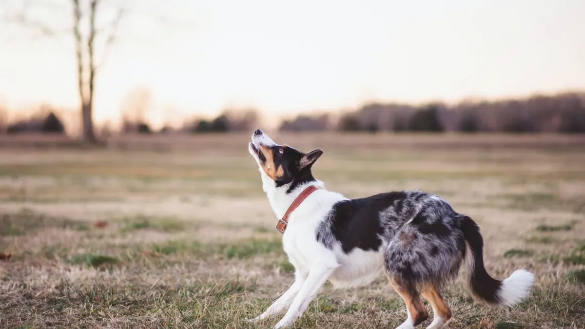 Dog sitting with an owner