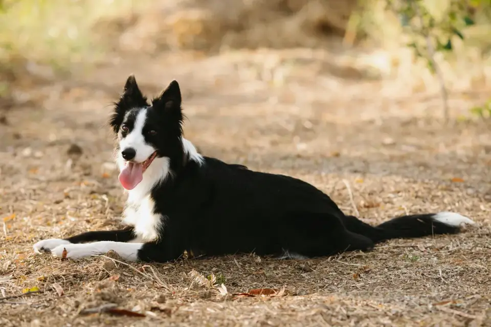 Dog sitting with an owner