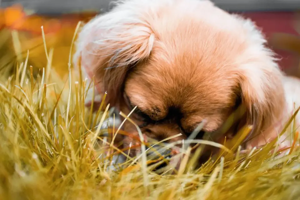 Dog sniffing a cluster of wild mushrooms growing in damp grass