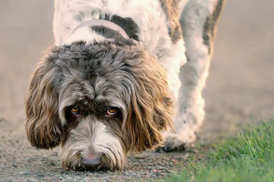 Dog sniffing an avocado pit that has fallen on a kitchen floor