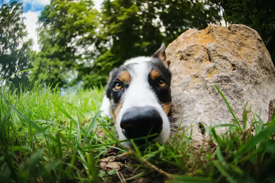 Dog sniffing grass