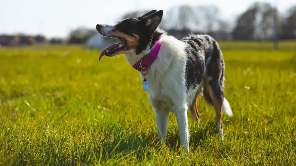 Dog sniffing grass