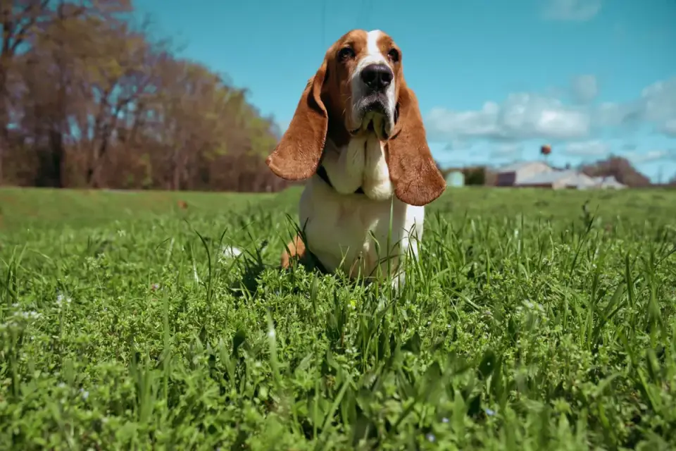 Dog sniffing grass