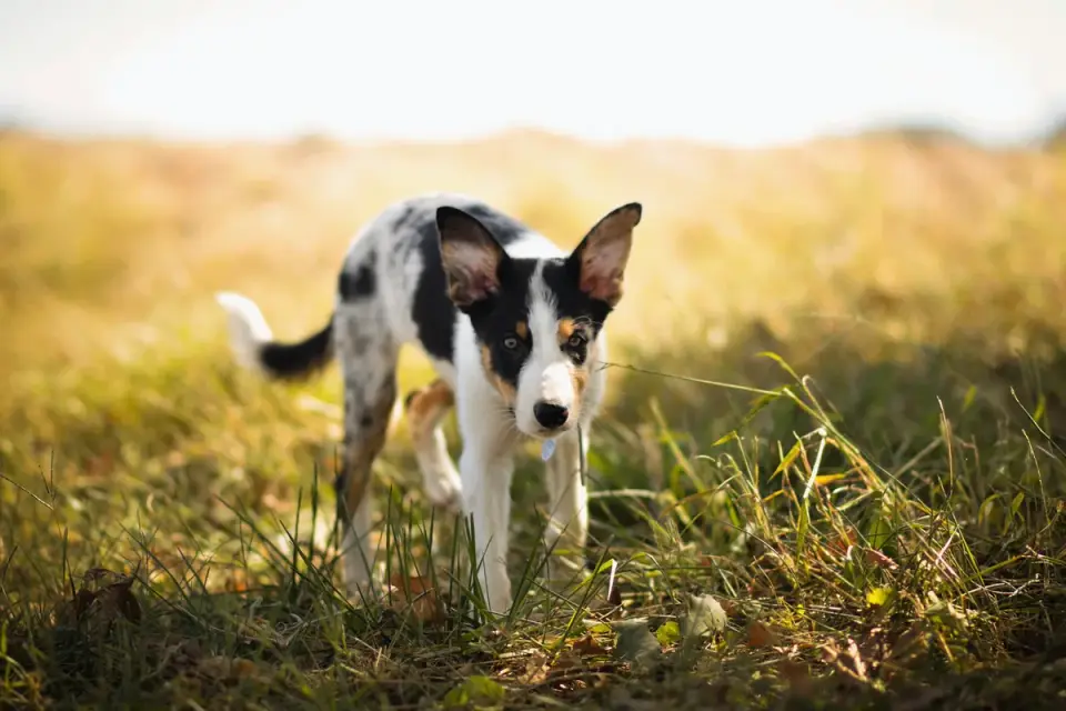 Dog sniffing grass