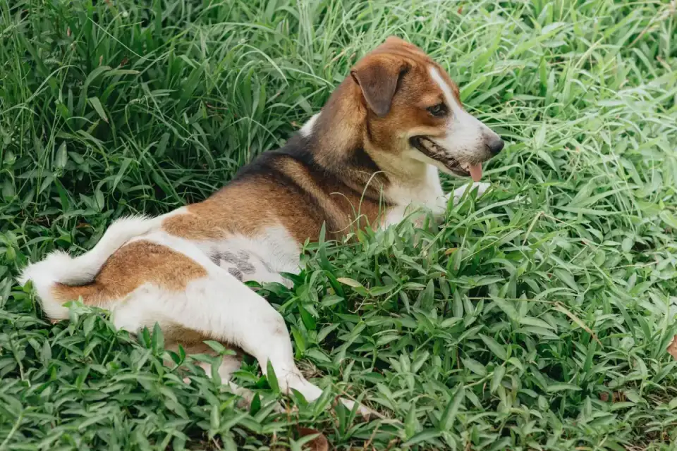 Dog sniffing grass