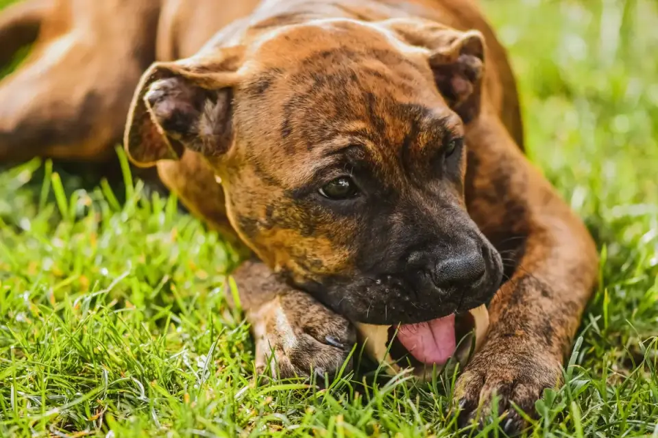 Dog standing stiffly over a bone with ears back and a low posture