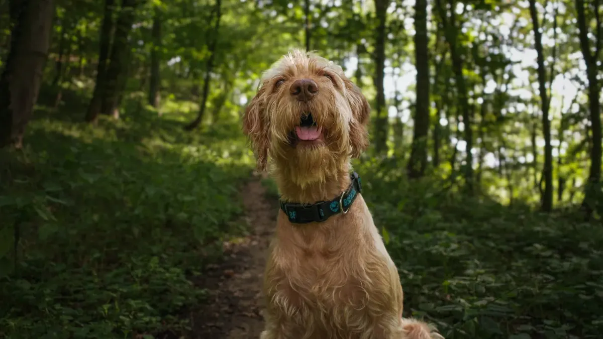 Dog tilting its head