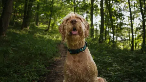 Dog tilting its head