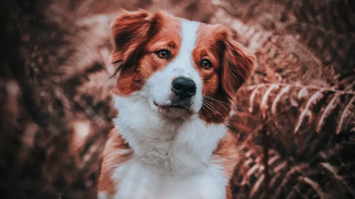 Dog tilting its head