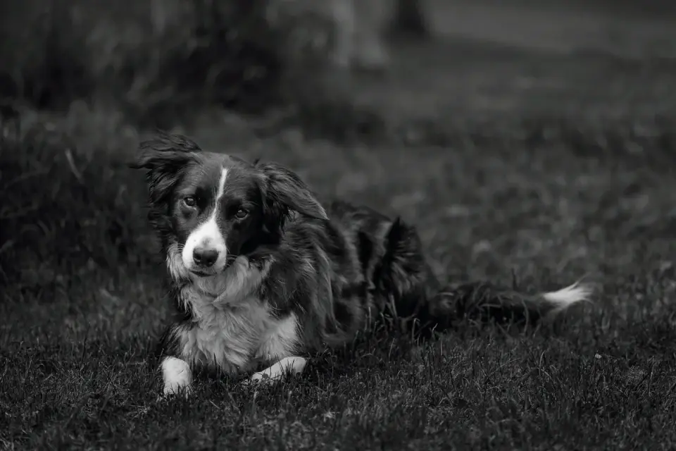 Dog tilting its head