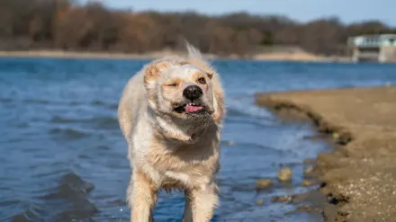 Dog tilting its head