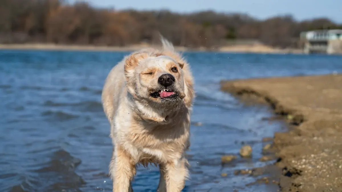 Dog tilting its head