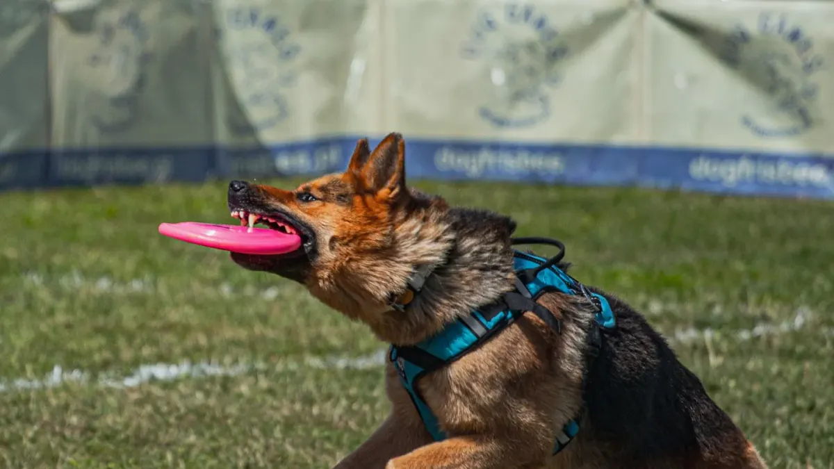 Dog training in park