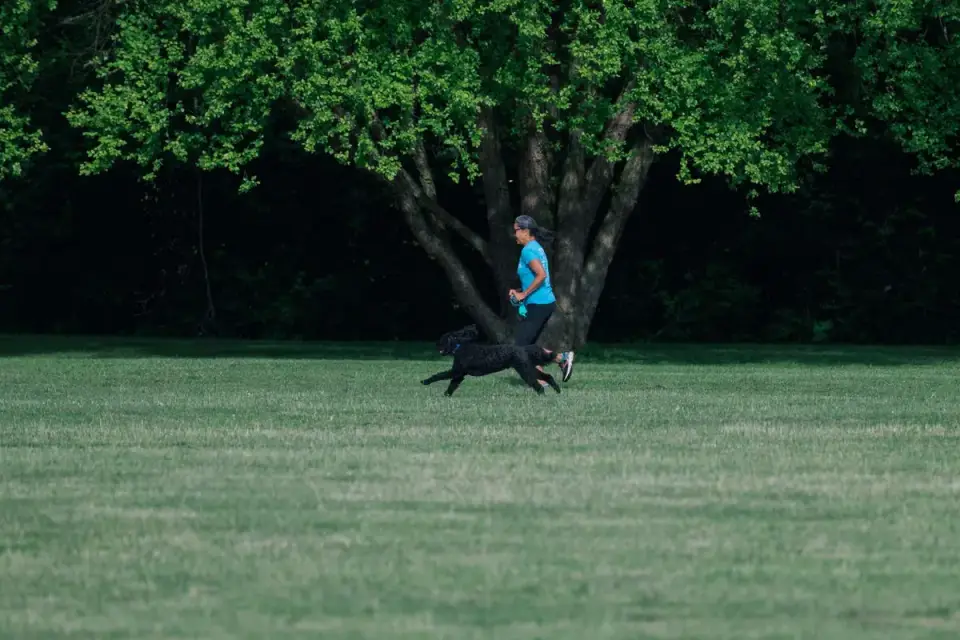 Dog training in park