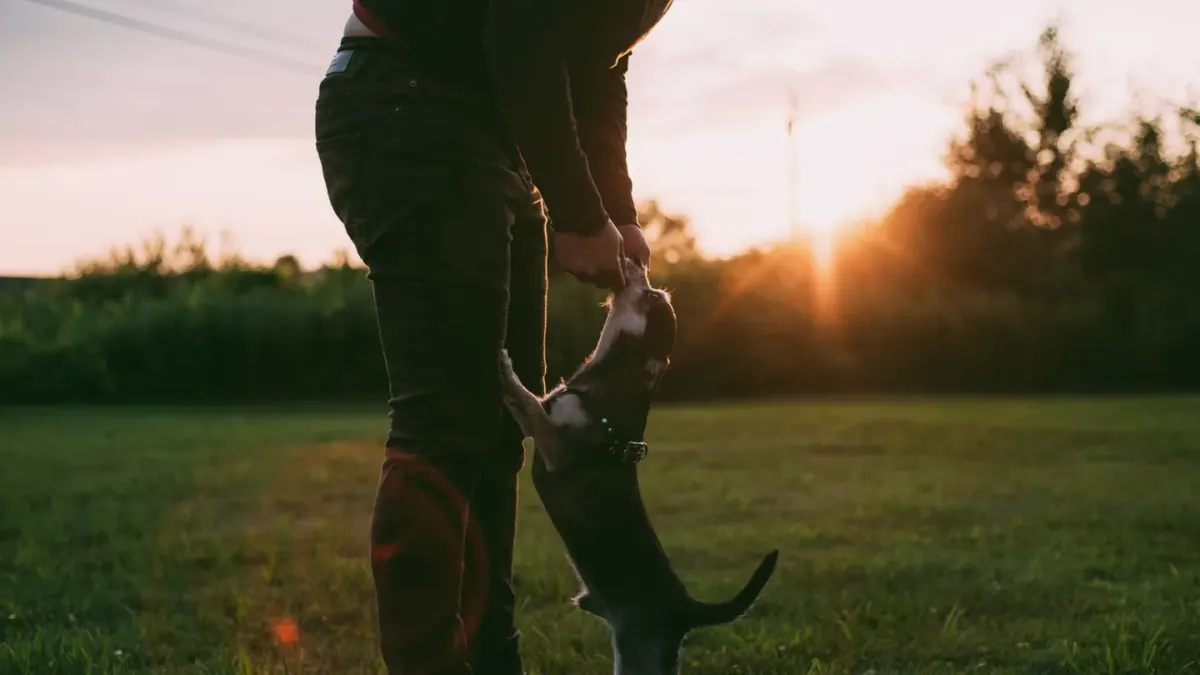 Dog training in park