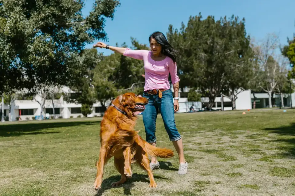 Dog training in park
