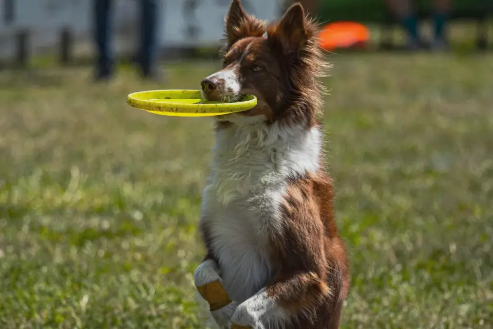 Dog training in park