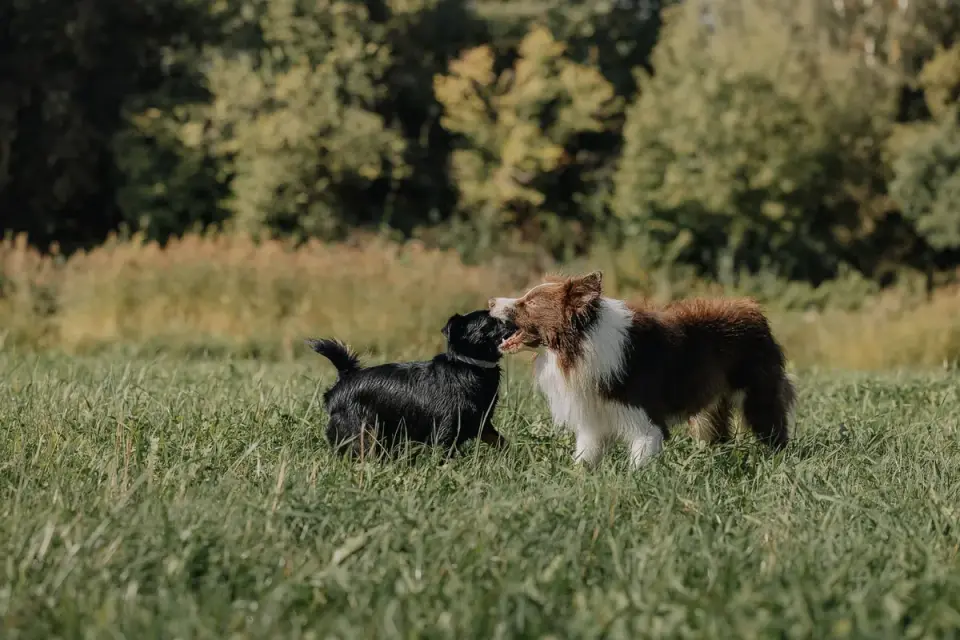Dog training outdoors