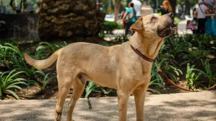 Dog training outdoors