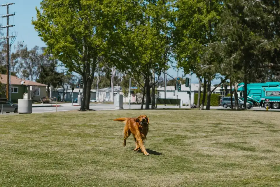 Dog training outdoors
