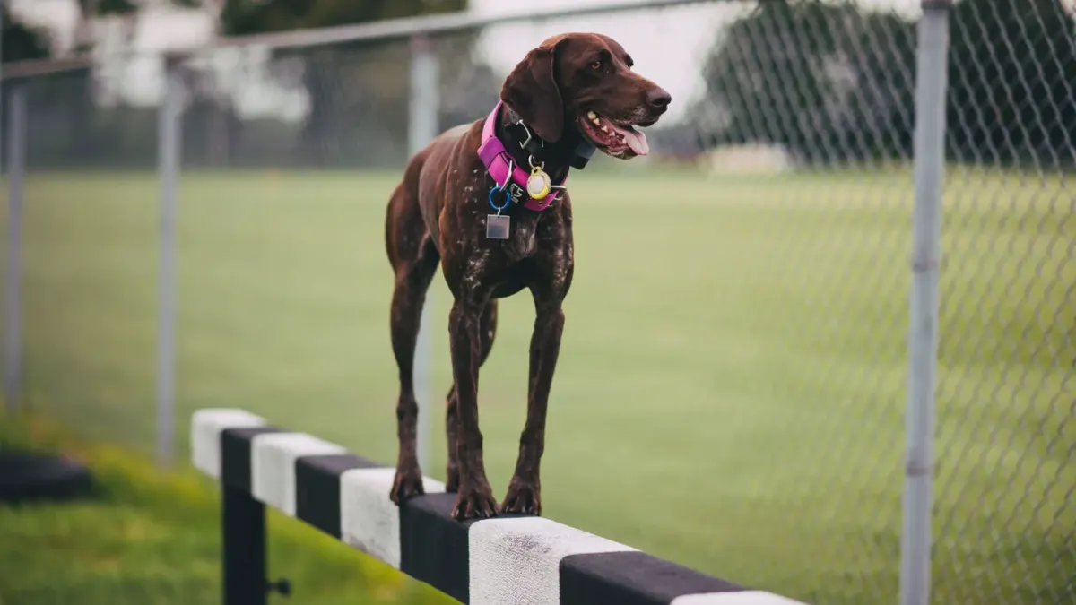 Dog training outdoors