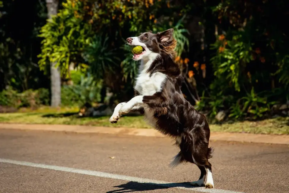 Dog training outdoors