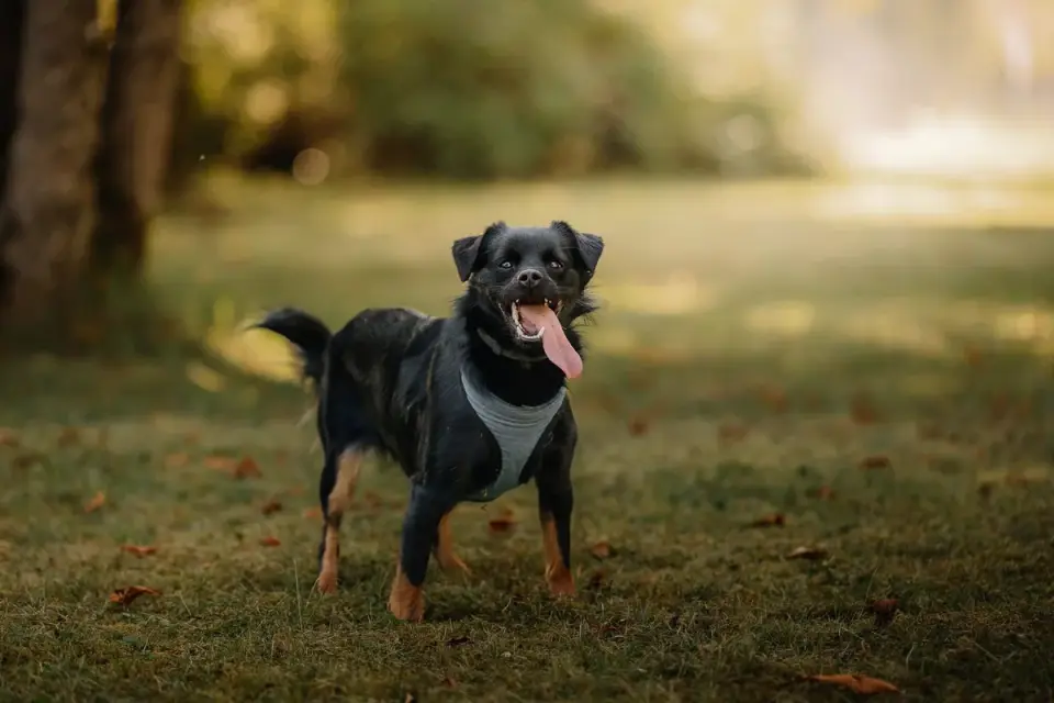 Dog training outdoors