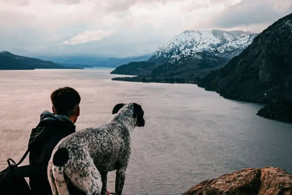 Dog traveling with an owner