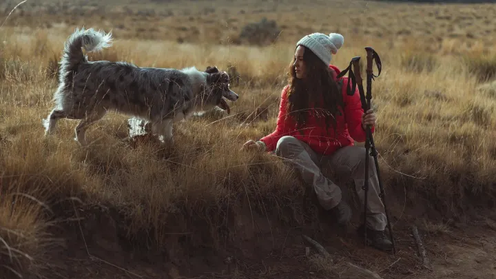 Dog traveling with an owner