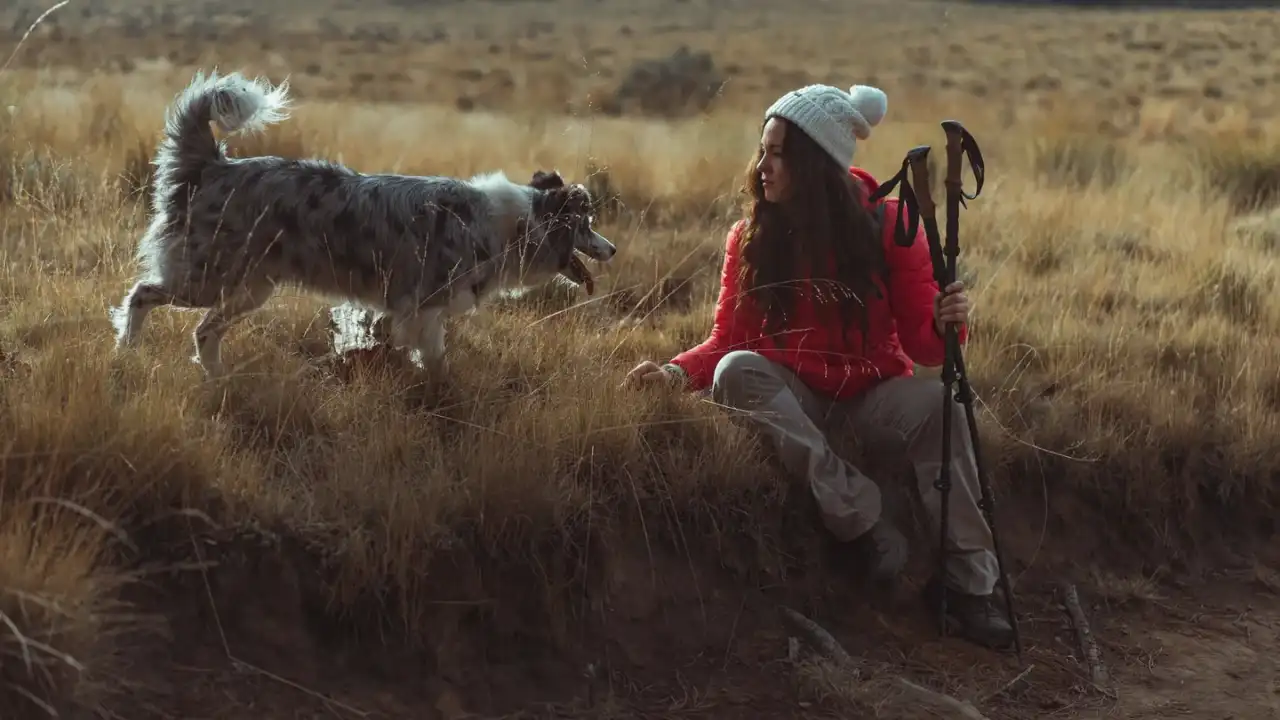 Dog traveling with an owner
