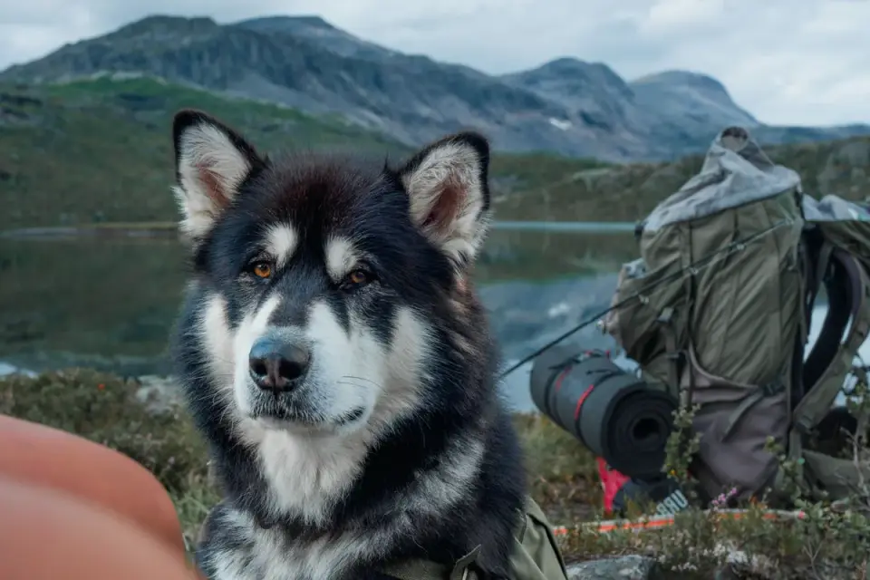 Dog traveling with an owner